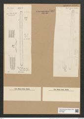 Ardissonia crystallina var. ? bacillaris Grun. (de-Toni-Nr.: Genus 68, Species 2675) Zeichnungen Sammlung Grunow Nr. 5467 (NHMW-BOT-W0373889)